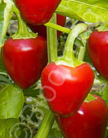 Capsicum x 'Cherry Bomb'